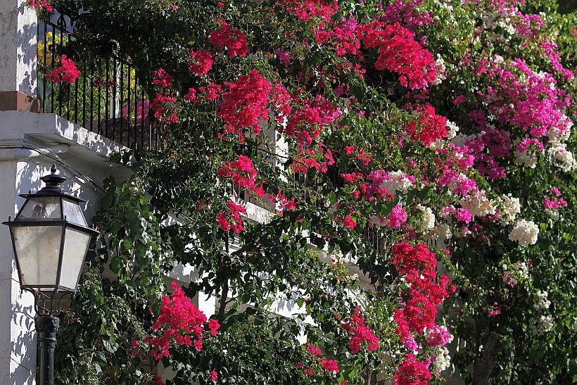 Bouganvillea auf Mallorca © Anne und Saturino Miranda auf Pixabay